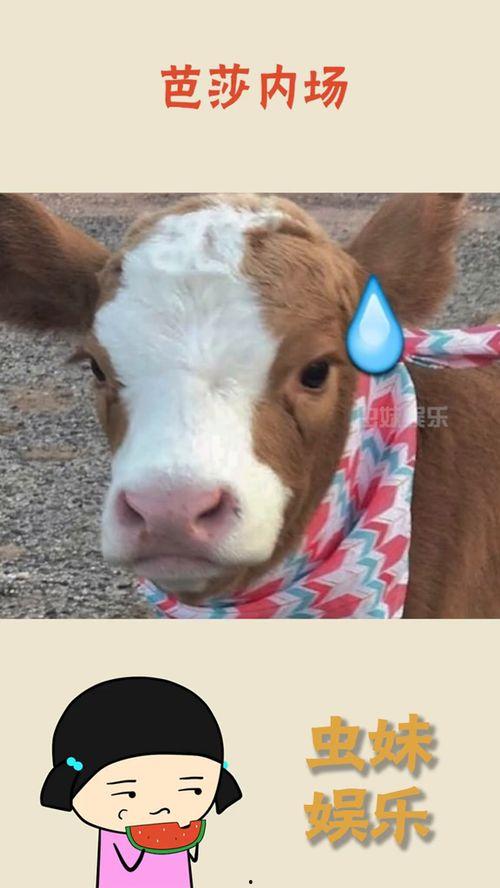 娱乐吃瓜君小千抖音